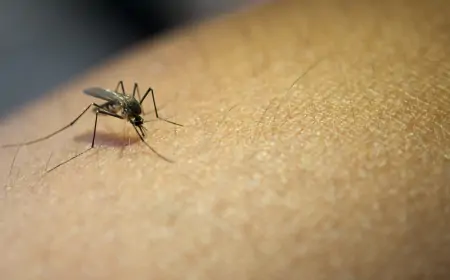 Suzbijanje larvi komaraca na teritoriji Mačvanskog okruga