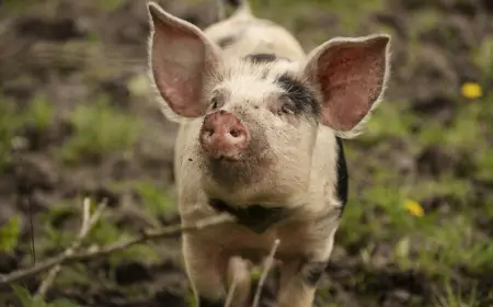 Ministarstvo poljoprivrede: Rebalansom budžeta obezbeđen novac za obeštećenje zbog afričke kuge