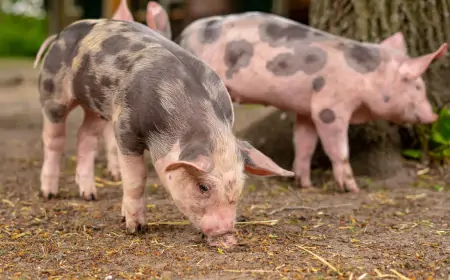 Cena prasadi skočila preko 60 odsto u odnosu na prošli mesec
