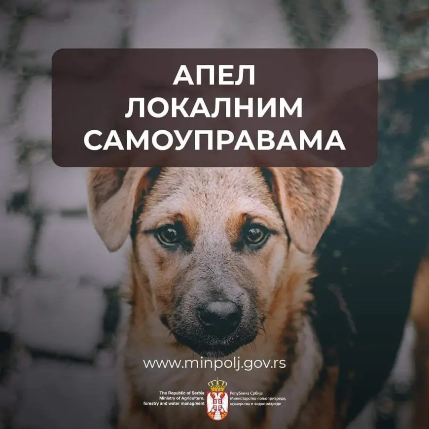 U Šapcu bez novogodišnjeg vatrometa!