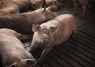 Afrička kuga svinja stigla i u Mačvu: Zaražena i ugrožena područja proglašena u tri sela