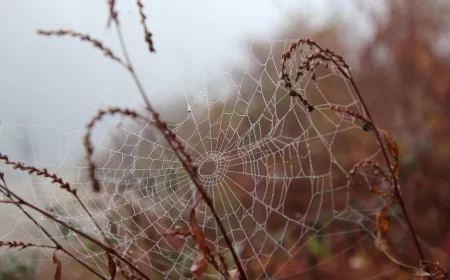 Ujutru magla i niska oblačnost, tokom dana sunčano i do 17 stepeni