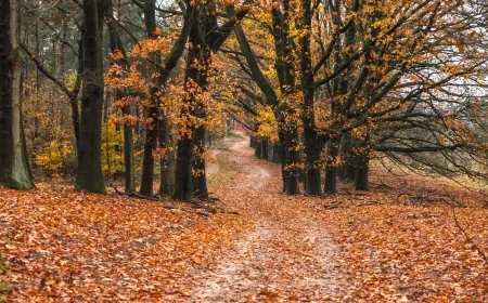 Sunčano i toplo, temperatura do 22 stepena