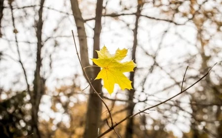 Toplo i vetrovito uz prolaznu kišu