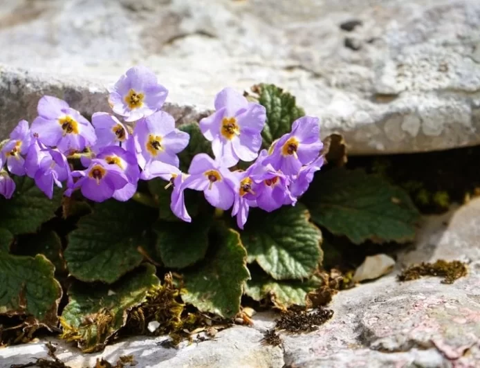 Šapčanin dr Sava Petrović, lekar koji je svetu otkrio cvet feniks - Natalijina ramonda