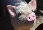 NOVA ŽARIŠTA AFRIČKE KUGE SVINJA U MAČVI: Virus potvrđen u više naselja