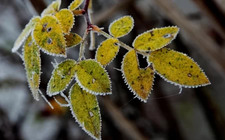 Vreme danas - Ujutro slab mraz, tokom dana tmurno i hladno