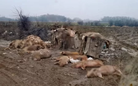 Problem zbrinjavanja animalnog otpada ponovo uznemirio javnost u Mačvi