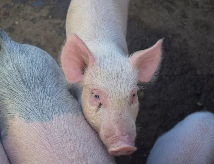 Afrička kuga svinja u Provu: Eutanazirano oko 500 grla, zaraza potvrđena u više od 50 domaćinstava