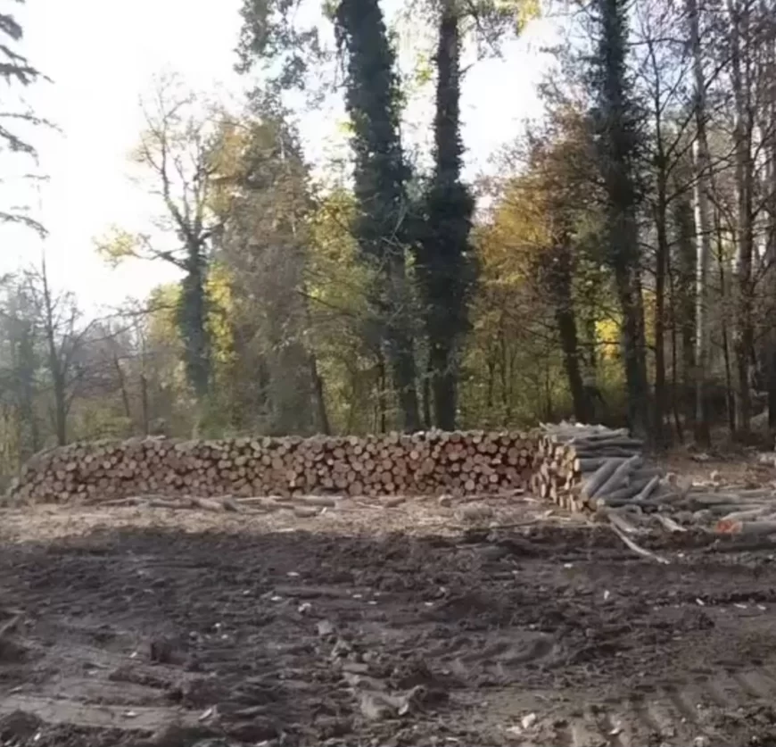 Čitaoci prijavili seču na Ceru: „Planina je neprepoznatljiva“ – Srbijašume tvrde da je sve po planu, čekaju se odgovori Manastirskih šuma