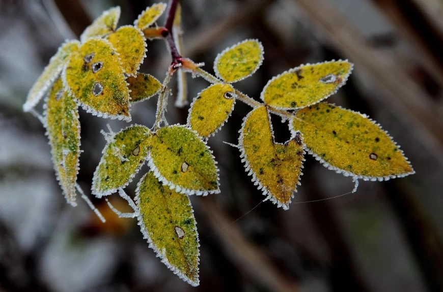 Vreme danas - Ujutro slab mraz, tokom dana tmurno i hladno