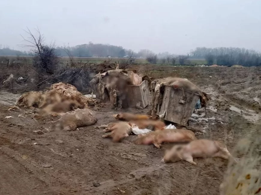 Problem zbrinjavanja animalnog otpada ponovo uznemirio javnost u Mačvi