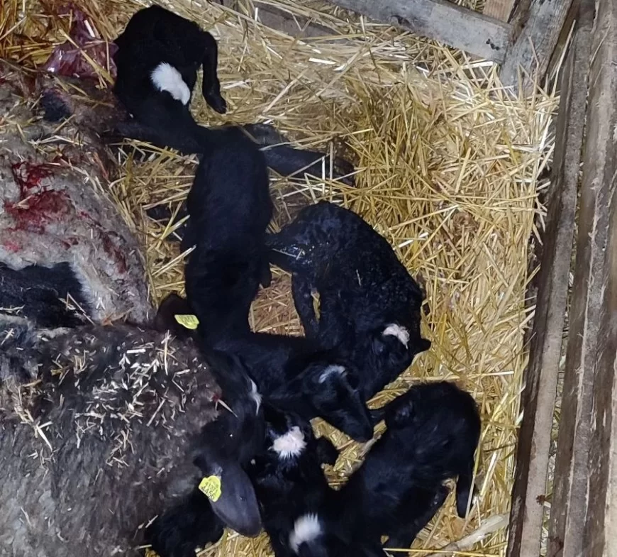 Rekord na farmi u Bogatiću: Romanovska ovca ojagnjila čak sedmoro jaganjaca