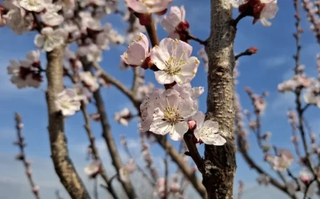 DO KRAJA SEDMICE PRETEŽNO SUNČANO I TOPLO VREME ZA OVAJ PERIOD GODINE