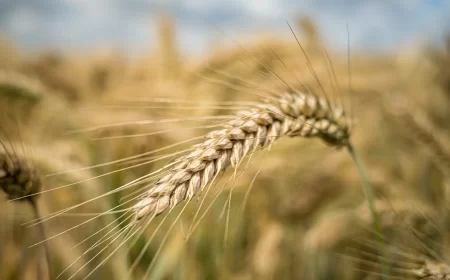 Vlada donela odluku: Obavezni ugovori za žitarice, povrće, voće, mleko, meso i med