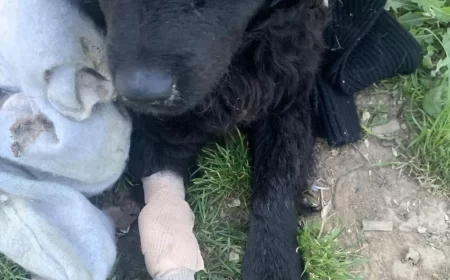 Ubijeno štene kod dečijeg igrališta na Trkalištu: Volonteri mole svedoke da pomognu