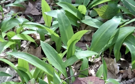 Sezona sremuša u punom jeku: Prirodni čistač organizma na dohvat ruke