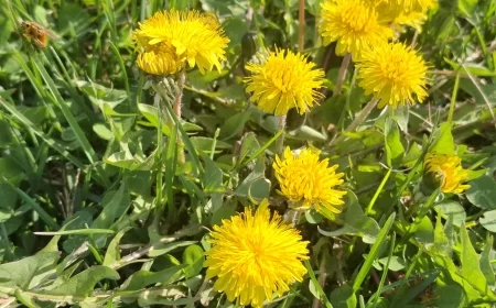 Vreme danas: Promenljivo oblačno sa sunčanim intervalima