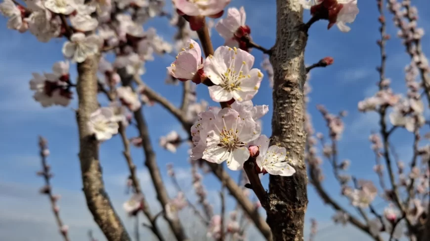 DO KRAJA SEDMICE PRETEŽNO SUNČANO I TOPLO VREME ZA OVAJ PERIOD GODINE
