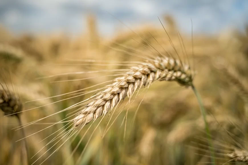 Vlada donela odluku: Obavezni ugovori za žitarice, povrće, voće, mleko, meso i med