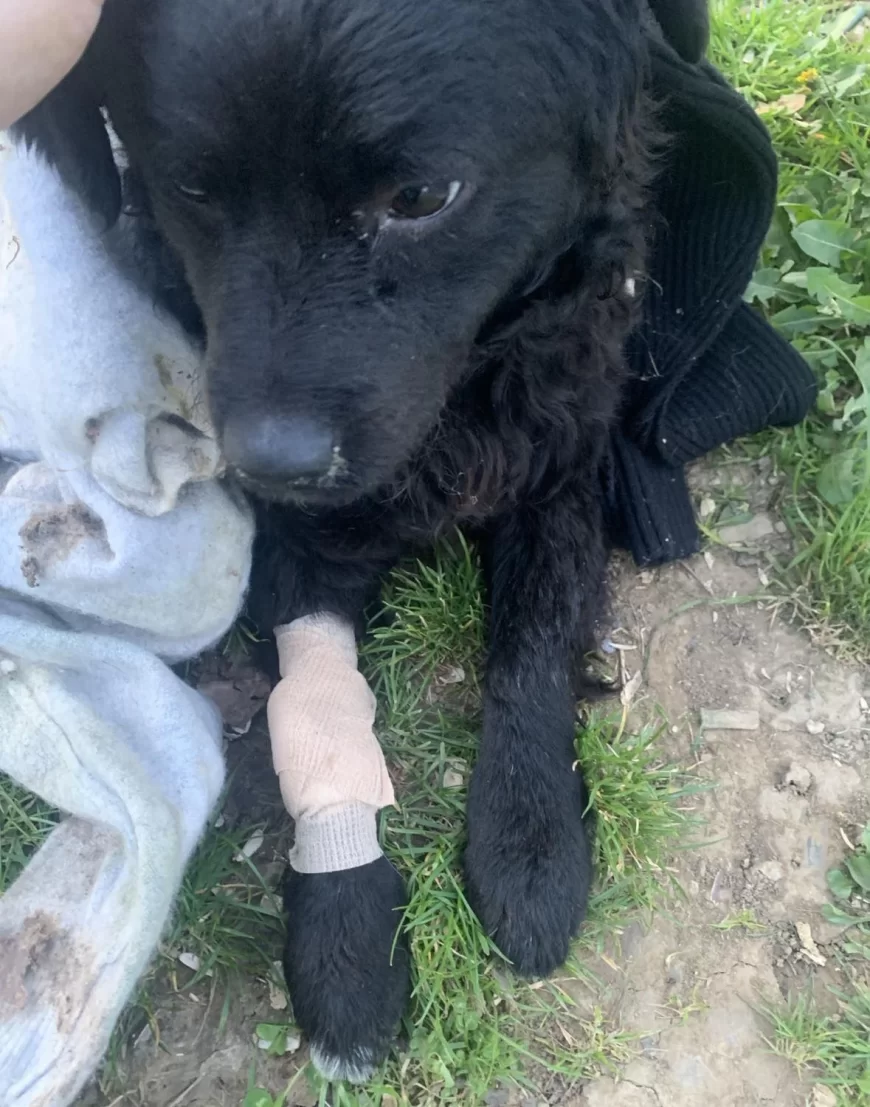 Ubijeno štene kod dečijeg igrališta na Trkalištu: Volonteri mole svedoke da pomognu