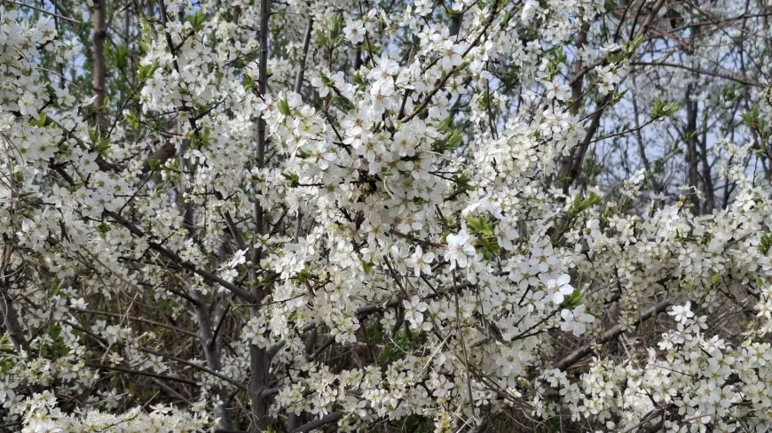 NAREDNIH DANA SUVO, STABILNO I TOPLO VREME