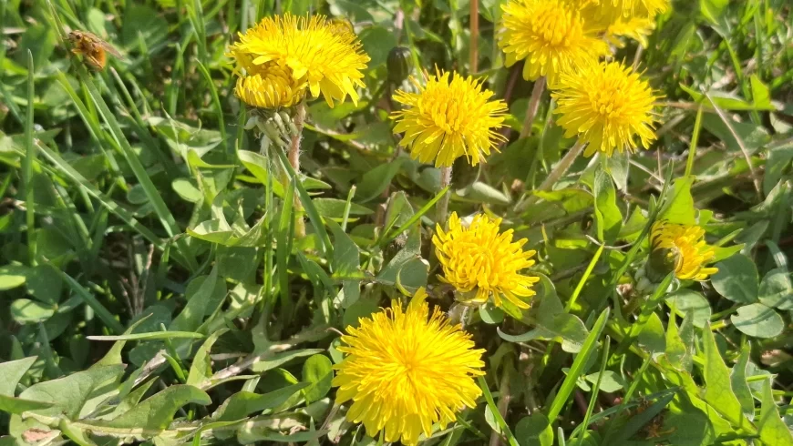 Vreme danas: Promenljivo oblačno sa sunčanim intervalima