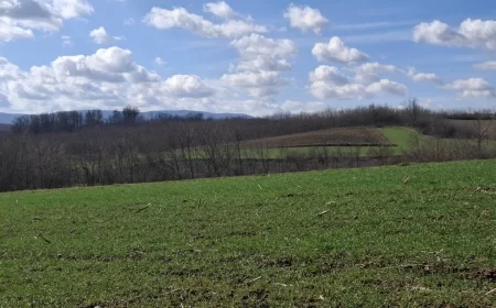 Setva kukuruza – ključ je u dobroj pripremi njive