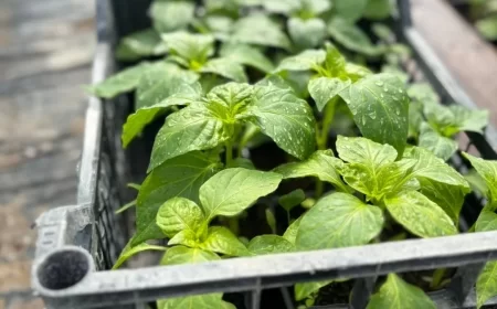 Prodaja rasada od petka u Poljoprivrednoj školi: U ponudi paradajz, paprika, krastavac i lubenica