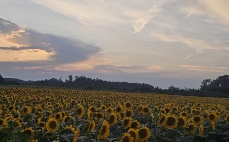 Setva suncokreta: Pravi trenutak odlučuje o prinosu