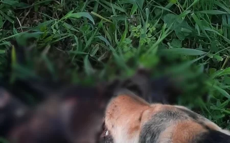 Redakciji dostavljene fotografije i snimci: Prijave o mogućem neadekvatnom držanju pasa na području Šapca