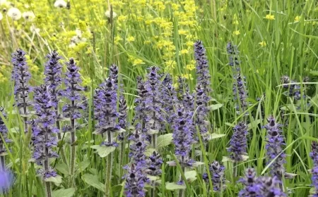 Do kraja sedmice promenljivo vreme