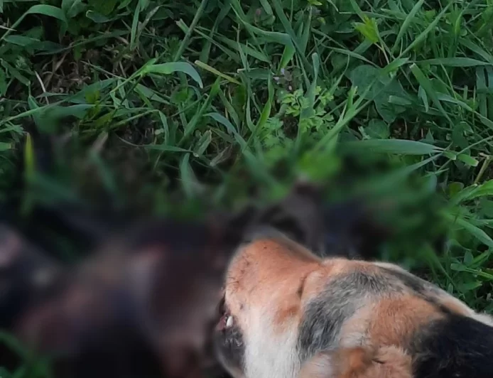 Čitaoci reporteri: Prijave o mogućem neadekvatnom držanju pasa na području Šapca