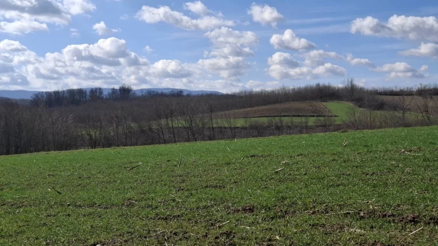 Setva kukuruza – ključ je u dobroj pripremi njive