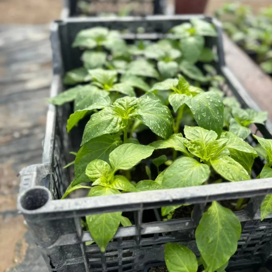 Prodaja rasada od petka u Poljoprivrednoj školi: U ponudi paradajz, paprika, krastavac i lubenica