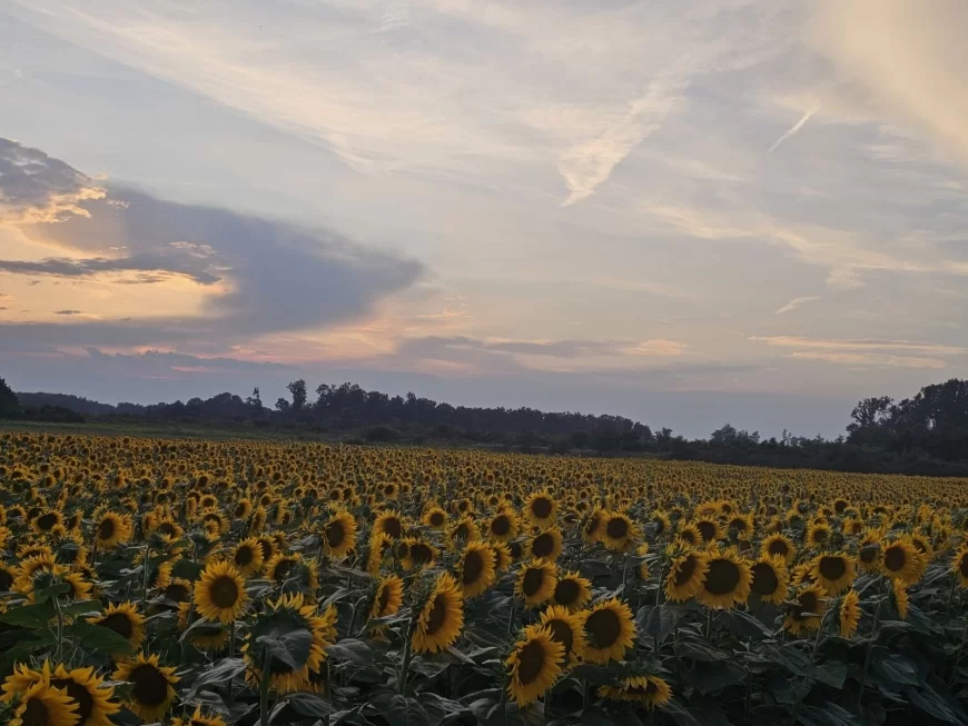 Setva suncokreta: Pravi trenutak odlučuje o prinosu