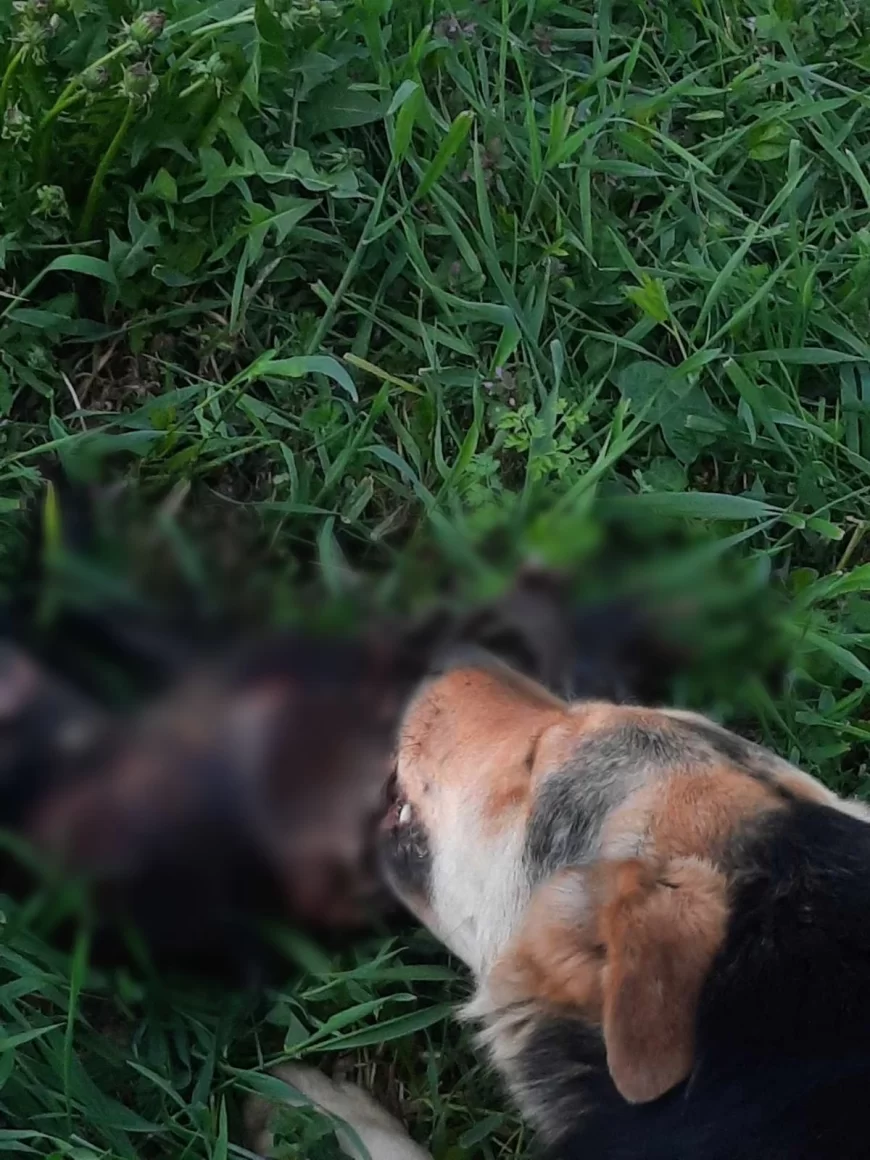 Čitaoci reporteri: Prijave o mogućem neadekvatnom držanju pasa na području Šapca