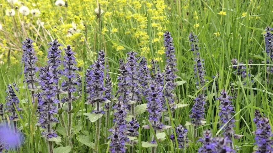 Do kraja sedmice promenljivo vreme