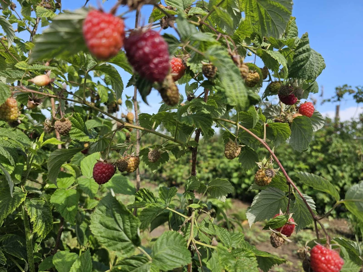 ŠTA DONOSI POČETAK BERBE MALINE 2026. GODINE?