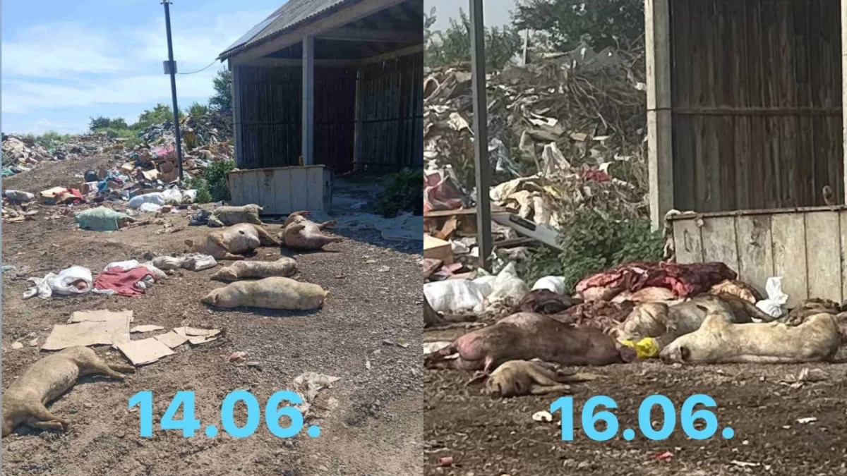 Upozorenje iz Bogatića: Objavljene fotografije uginulih životinja na gradskoj deponiji