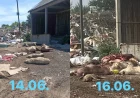 Upozorenje iz Bogatića: Objavljene fotografije uginulih životinja na gradskoj deponiji