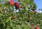 ŠTA DONOSI POČETAK BERBE MALINE 2026. GODINE?