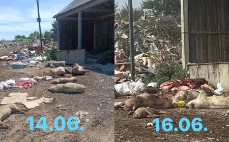 Upozorenje iz Bogatića: Objavljene fotografije uginulih životinja na gradskoj deponiji