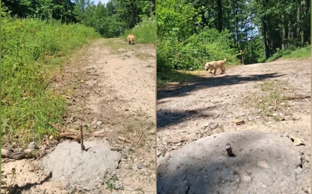 OPREZ NA CERU! Iz betona vire šipke armature na šumskom putu ka Trojanovom gradu