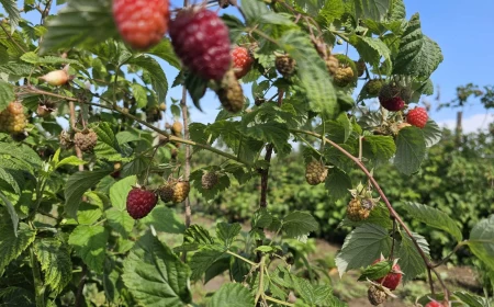ŠTA DONOSI POČETAK BERBE MALINE 2026. GODINE?
