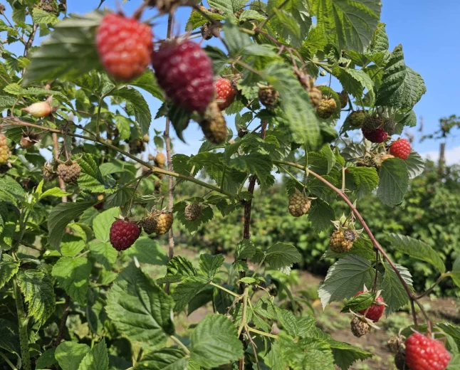 Kontrola zasada maline širom Srbije: Ministar naložio monitoring prijavljenih površina