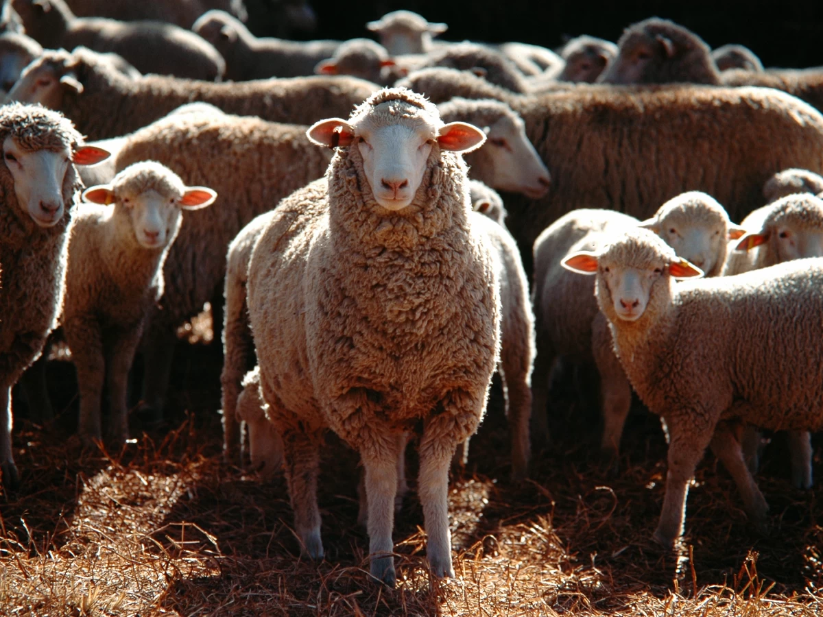 Prvo žarište boginja ovaca i koza u Srbiji ove godine: Eutanazirano 127 životinja