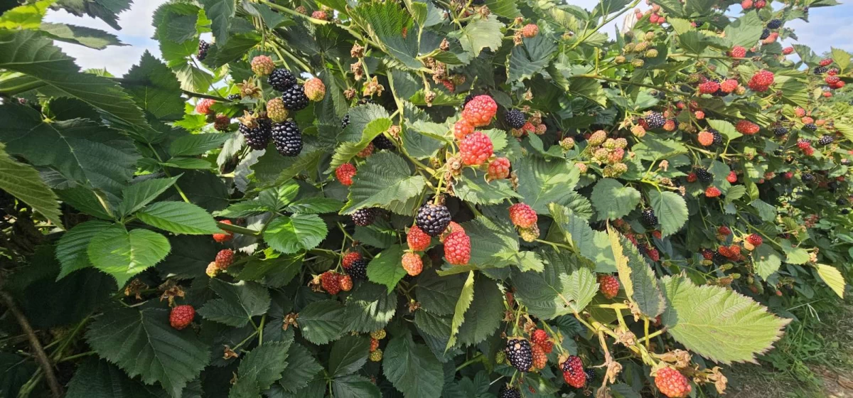 Berba kupine počela uz razočaranje proizvođača – cena od 80 do 110 dinara ne pokriva ni troškove