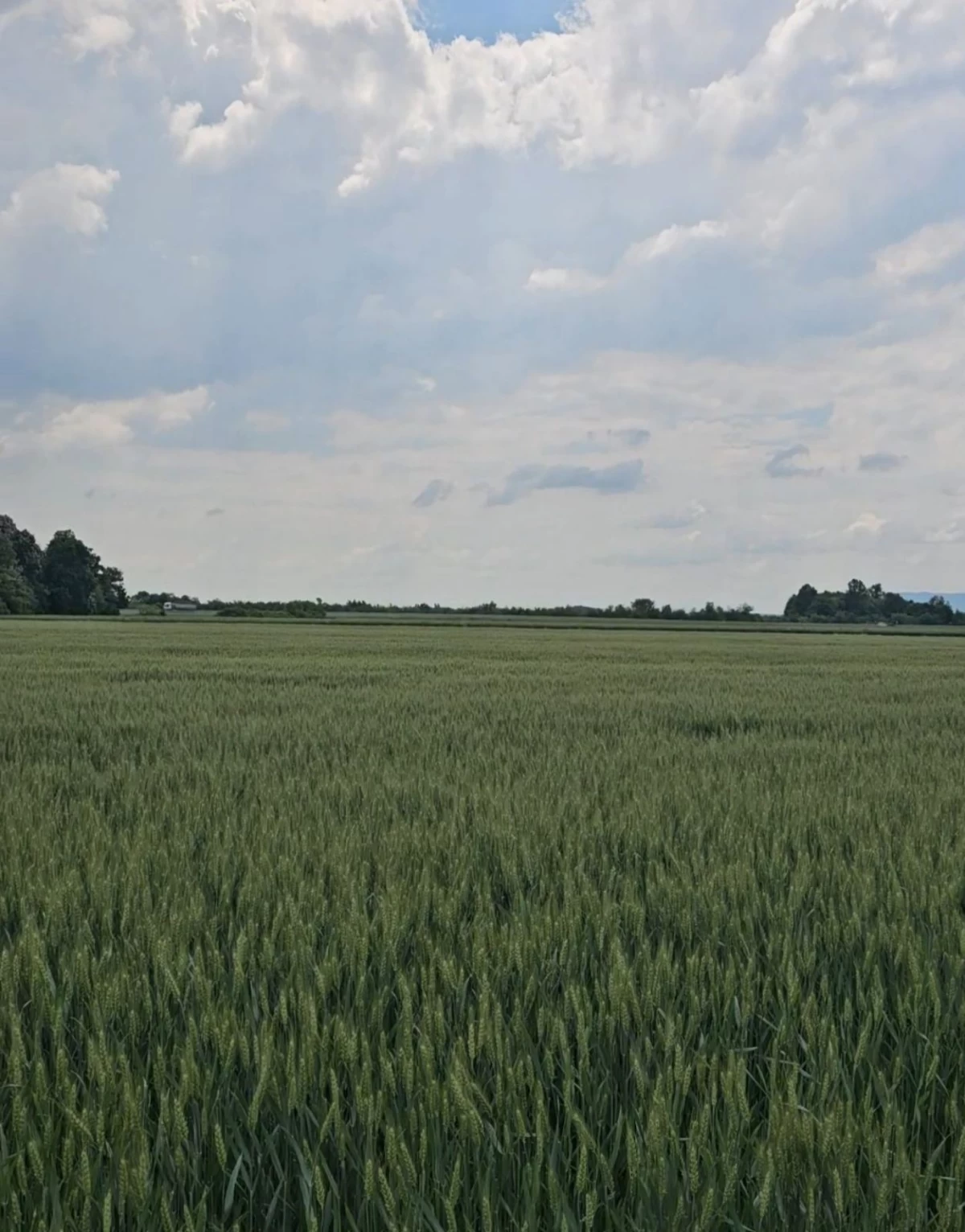 Dobar rod, slaba računica – pšenica ponovo ne donosi zaradu ratarima