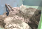 Mala Vranjska na spisku zaraženih: Evo u kojim mestima Mačvanskog i Sremskog okruga je potvrđena afrička kuga svinja